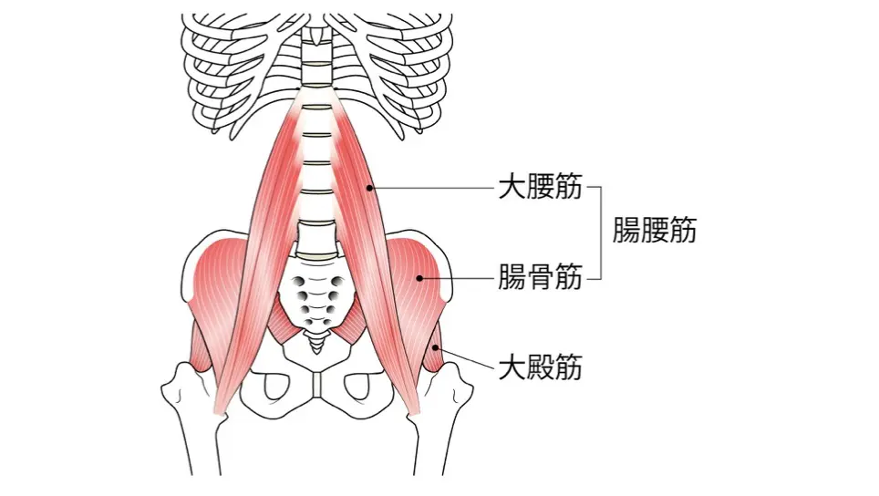 腸骨筋図